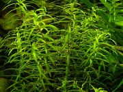 Voda Hedge zelená Rastlina