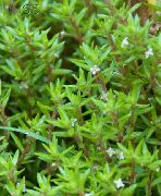 緑色  水クラッスラ属 (Crassula helmsii) フォト