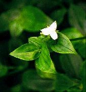Зелений  Традесканція Прирічна (Tradescantia fluminensis) фото