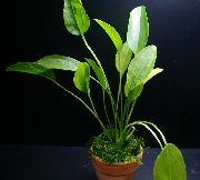 zelen  Echinodorus Aschersonianus  fotografija
