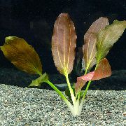Echinodorus Horemanii Czerwonawy Roślina