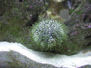 grå Nålepude Urchin (Lytechinus variegatus) foto
