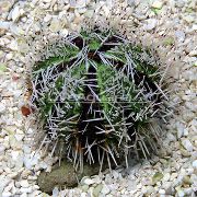 Urchins Farraige Bailitheoir (Uibheacha Farraige) liath