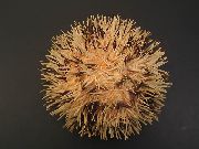 Corcra Spine Gearr Urchin Pincushion donn