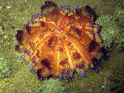红 火海胆 (Asthenosoma varium) 照片