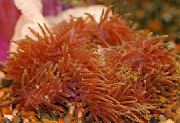 Veličasten Sea Anemone rdeča