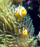 rumena Veličasten Sea Anemone (Heteractis magnifica) fotografija