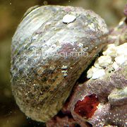 жолақ Snail Маргарита (Margarites pupillus) фото