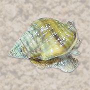 თეთრი Nassarius Snail  ფოტო