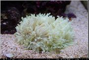 aquarium marine invert Flat color anemone Heteractis malu  pink
