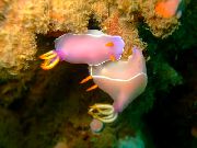 plankumains Rozā Dorid Nudibranch (Chromodoris bullocki) foto