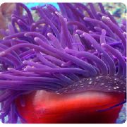 红基海葵 紫