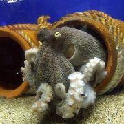 šviesiai mėlynas Bendri Aštuonkojai (Octopus vulgaris) nuotrauka