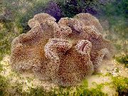 қоңыр Алып Теңіз Anemone Кілем (Stichodactyla gigantea) фото