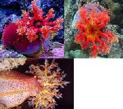 vermelho Cor Do Mar Maçã (Pseudocolochirus tricolor) foto