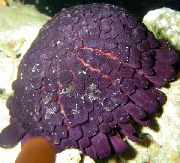 corcra Urchin Clogad (Colobocentrotus atratus) grianghraf
