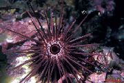 љубичаста Needle Spined Sea Urchin (Echinostrephus aciculatus) фотографија