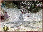 rouge Sable Étoiles De Mer Tamisage (Archaster angulatus) photo
