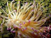 aquarium marine invert Pink-Tipped Anemone Condylactis passiflora yellow