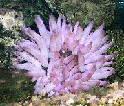 fjólublátt Pink-Áfengi Anemone (Condylactis passiflora) mynd