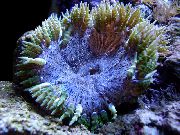 aquarium marine invert Rock Flower Anemone Epicystis crucifer blue