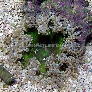 сив Rock Flower Anemone (Epicystis crucifer) фотографија
