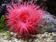 aquarium marine invert Bulb anemone Actinia equina spotted