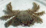светло плава Hairy Crab (Pilumnus) фотографија