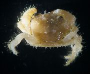 gul Hårete Krabbe (Pilumnus) bilde