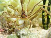 aquarium marine invert Arrow Crab, Caribean spider crab, Caribean ghost crab Stenorhynchus seticornis yellow