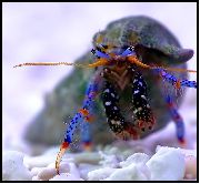 მწვანე ჯუჯა ლურჯი ფეხი Hermit Crab (Clibanarius tricolor) ფოტო