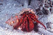 црвен White-Spotted Hermit Crab (Dardanus megistos) фотографија