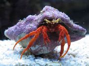 წითელი ალისფერი Hermit Crab (Paguristes cadenati) ფოტო