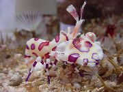 hnedý Harlekýn Krevety, Klaun (Biela Orchidea) Krevety (Hymenocera picta) fotografie