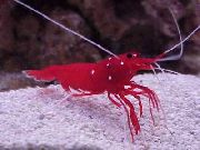 црвен Fire Shrimp, Blood Shrimp, Cardinal Cleaner Shrimp, Scarlet Cleaner Shrimp (Lysmata debelius) фотографија