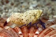 rudas Violetinė Kojomis Marmuro Krevetės (Saron rectirostris) nuotrauka