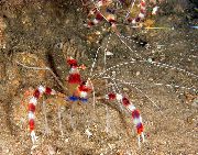 თეთრი წითელი Banded Boxer Shrimp, თეთრი დაუკავშირდნენ სუფთა Shrimp, კრივი Shrimp (Stenopus hispidus) ფოტო