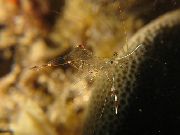 杂色 清洗岩池虾 (Urocaridella antonbruunii) 照片