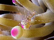 ποικιλόχρους Στίγματα Καθαρότερο Γαρίδες (Periclimenes yucatanicus) φωτογραφία