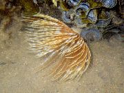 Feather Duster Worm (Indian Tubeworm) gul