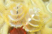 dzeltens Ziemassvētku Eglīte Tārps (Spirobranchus sp.) foto