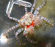 зелена Pom Pom Crab (Lybia Tesselata) фотографија