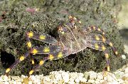 қоңыр Crab Iskristonogy (Percnon gibbesi) фото