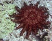 црвен Crown Of Thorns (Acanthaster planci) фотографија