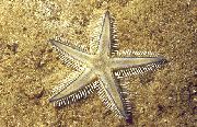 ღია ლურჯი ქვიშის დაფქვის ზღვის ვარსკვლავი (Astropecten polyacanthus) ფოტო