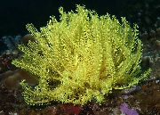 Морська Лілія (Пір'яста Морська Зірка) жовтий