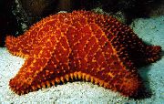 Mriežkový Sea Star, Karibské Vankúš Hviezda červená