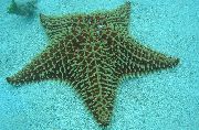 灰 网纹海星，加勒比海坐垫明星 (Oreaster reticulatus) 照片