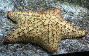 黄 网纹海星，加勒比海坐垫明星 (Oreaster reticulatus) 照片