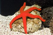 червоний Багатопроменева Червона Рифова Зірочка (Echinaster luzonicus) фото